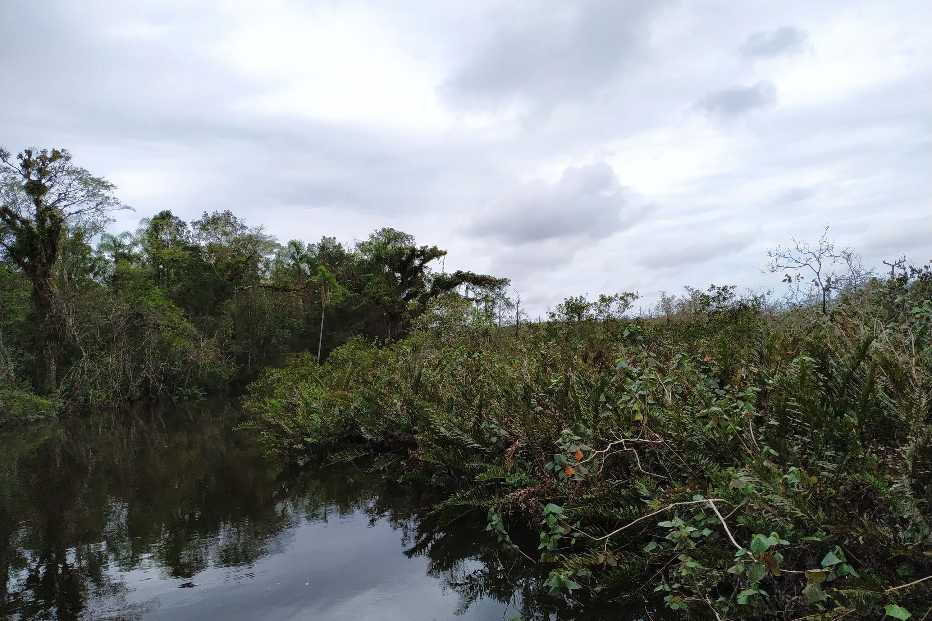 Dia Internacional da Biodiversidade