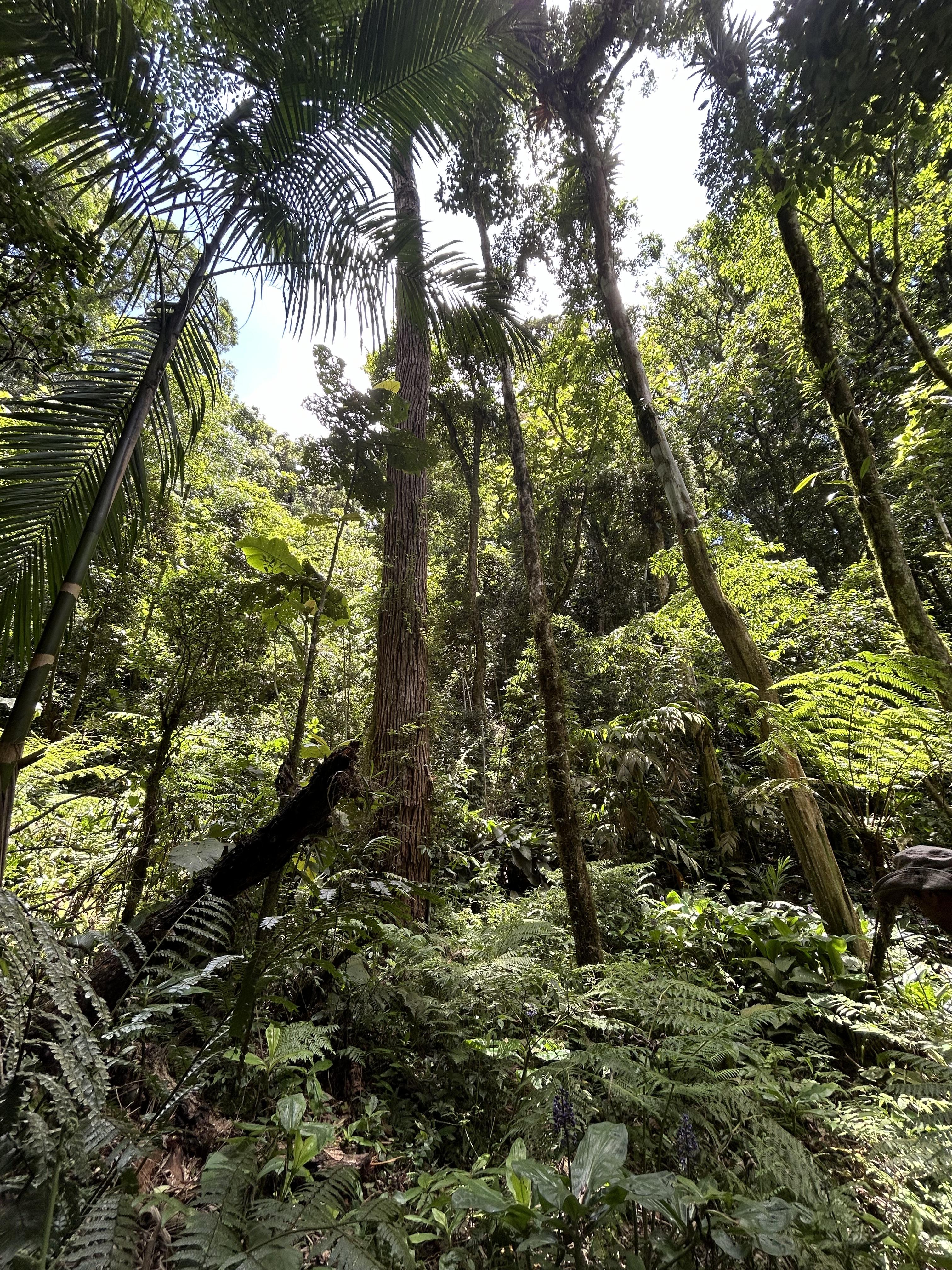 Parque Estadual das Lauráceas