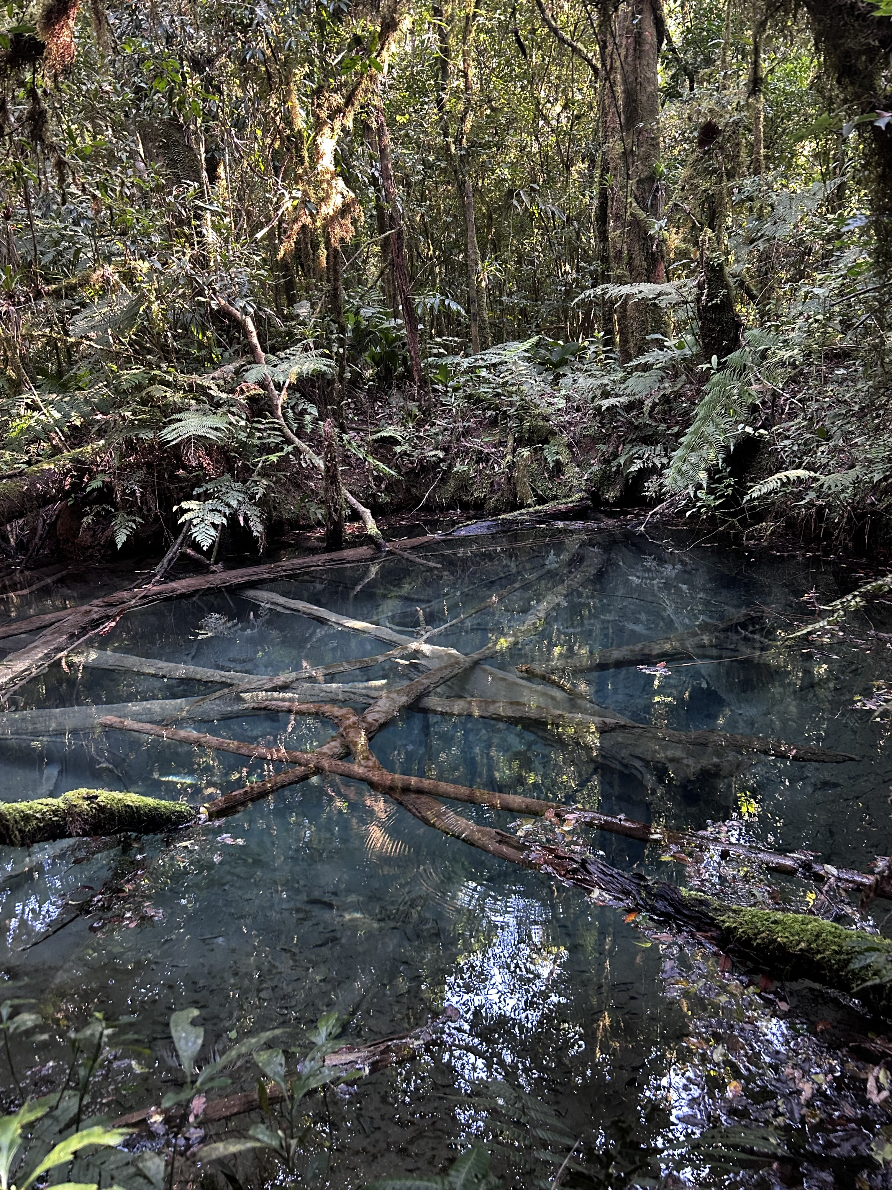 Parque Estadual das Lauráceas