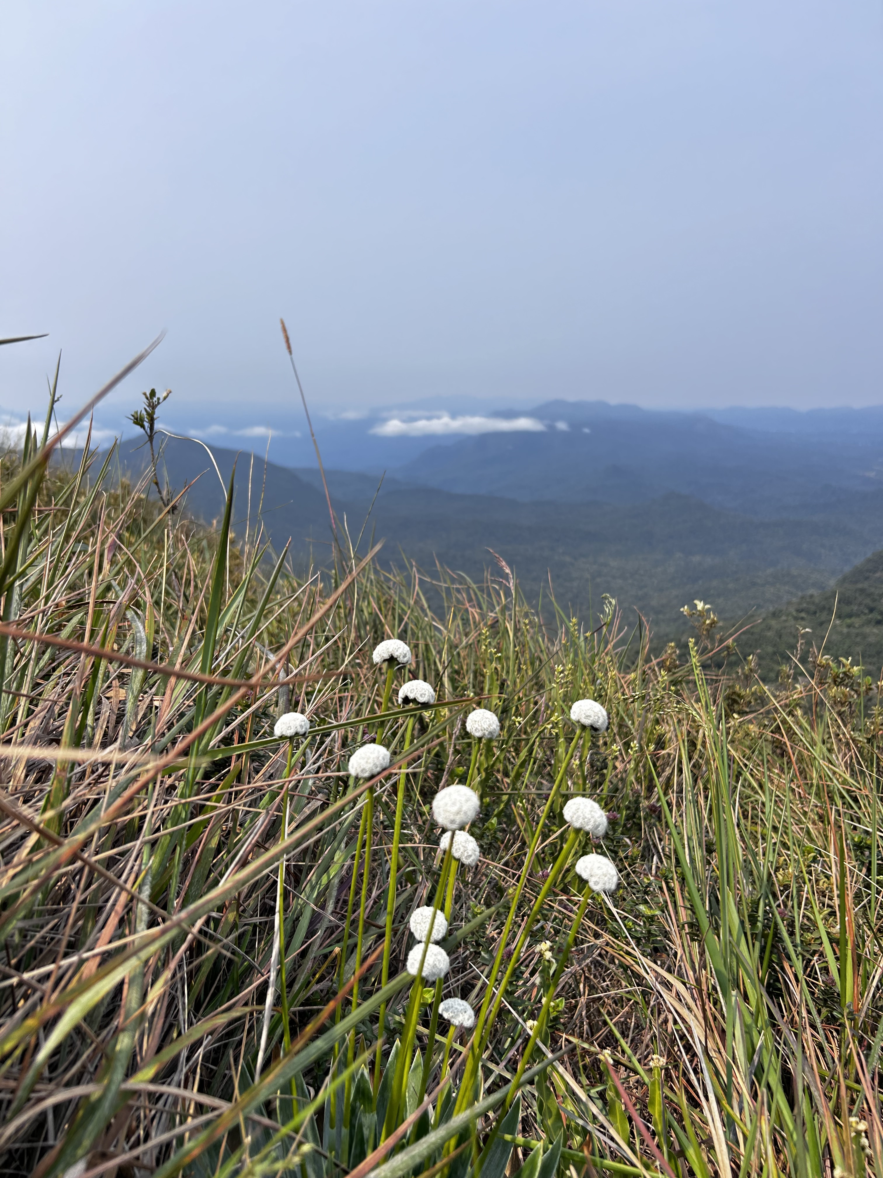 Pico Camapuã