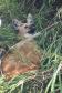 Lobo-guará fraturou o fêmur, passou por cirurgia e está sob cuidados de veterinários do Centro de Triagem e Atendimento de Animais Silvestres (CETAS), em Ponta Grossa.