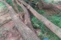 Fiscais do IAT localizaram um terreno na zona rural de Tapira e constataram a supressão de aproximadamente 60 árvores de Ipê Roxo. Como não havia autorização para o corte, a madeira foi retida, a área embargada e o proprietário multado