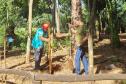 Operários cortando árvore