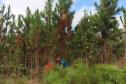 Com apoio de voluntários, IAT continua supressão de árvore invasora no Parque de Vila Velha