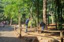 Foto de trabalhadores plantando árvore