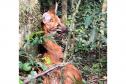 Lobo Guará na floresta