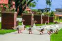 Foto de gansos no parque