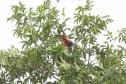 Foto de pássaro vermelho em árvore