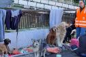 servidores voluntários em ação no resgate de cães