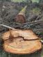 IAP apreende madeira de corte ilegal de vegetação nativa