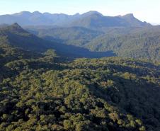 Foto aérea de floresta