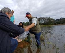 Programa Rio Vivo:Governo do Estado planeja repovoar os rios que cortam o Paraná com 10 milhões de peixes nativos até 2026
