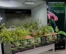 Estande para recepção de mudas do "Paraná Florescer"