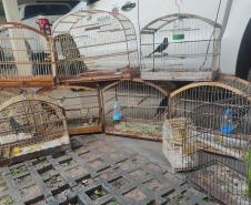 Fotos de pássaros resgatados