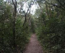 Foto de trilha do Parque Serra da Baitaca