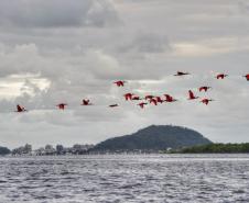 Grupo de pássaros guarás sobrevoando o litoral paranaense