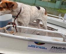 Apoio logístico e resgate de animais: IAT ajuda vítimas da enchente em União da Vitória 