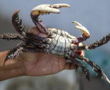 Caranguejo segurado por mão humana