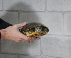 Foto de pessoa segurando tartaruga