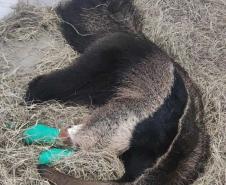 Foto de tamanduá ferido recebendo tratamento