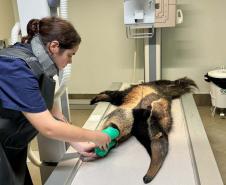 Foto de tamanduá ferido recebendo tratamento