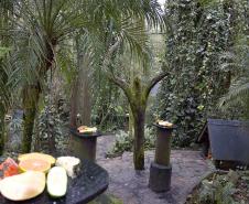 FRUTAS DEBAIXO DE UMA ÁRVORE