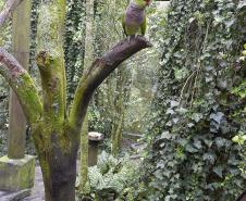 FRUTAS DEBAIXO DE UMA CORUJA