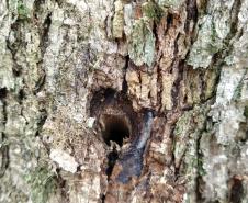 Técnicos do IAP identificam duas áreas com árvores nativas envenenadas