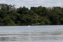 Rio paranaense acomodando a fauna local com vegetação ao fundo