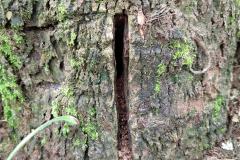 Técnicos do IAP identificam duas áreas com árvores nativas envenenadas
