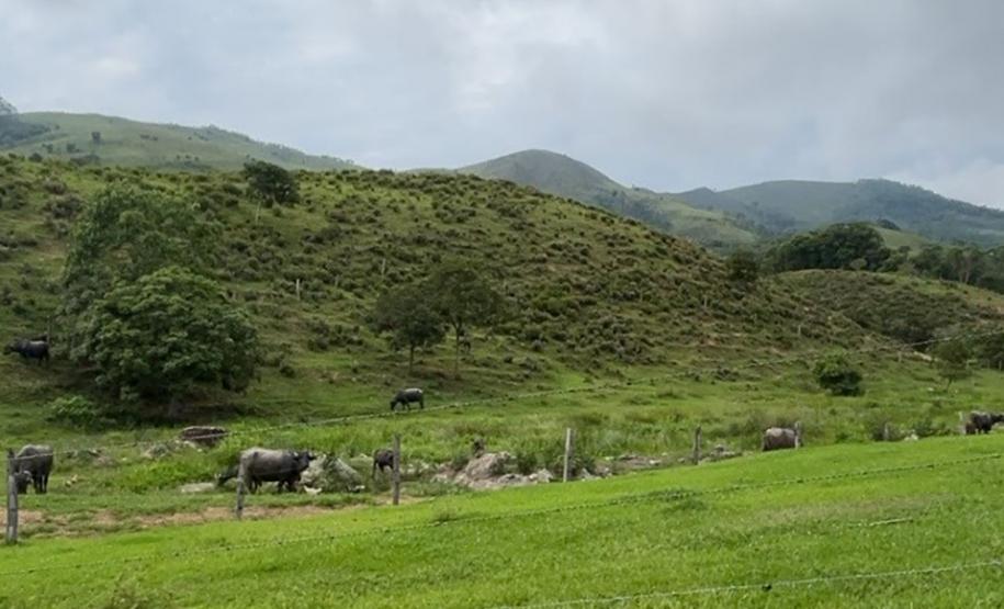 Gado em área irregular