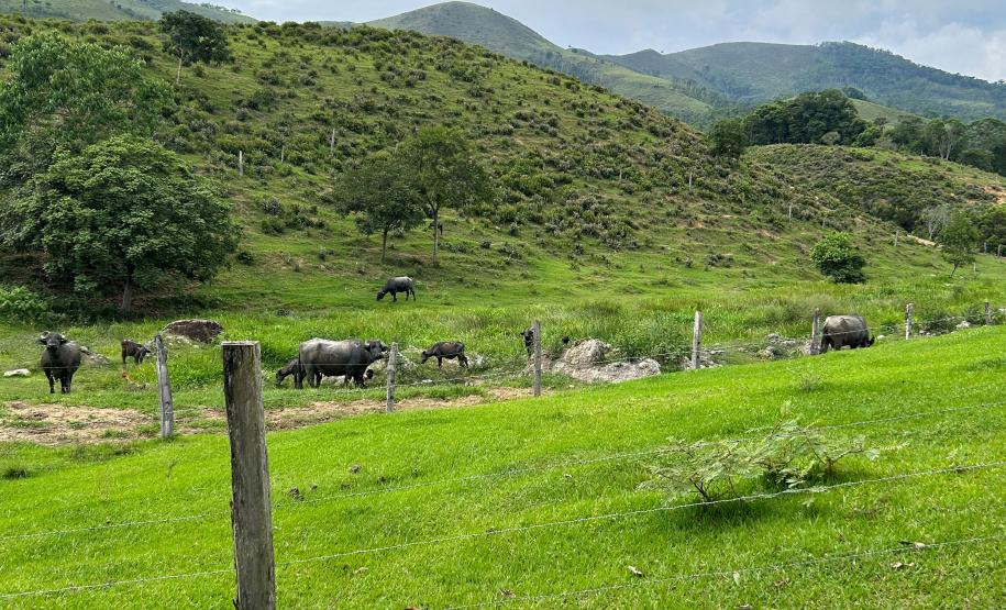 Gado em área irregular