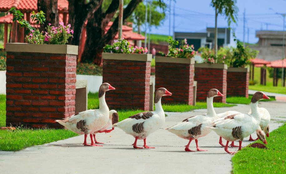 Foto de gansos no parque