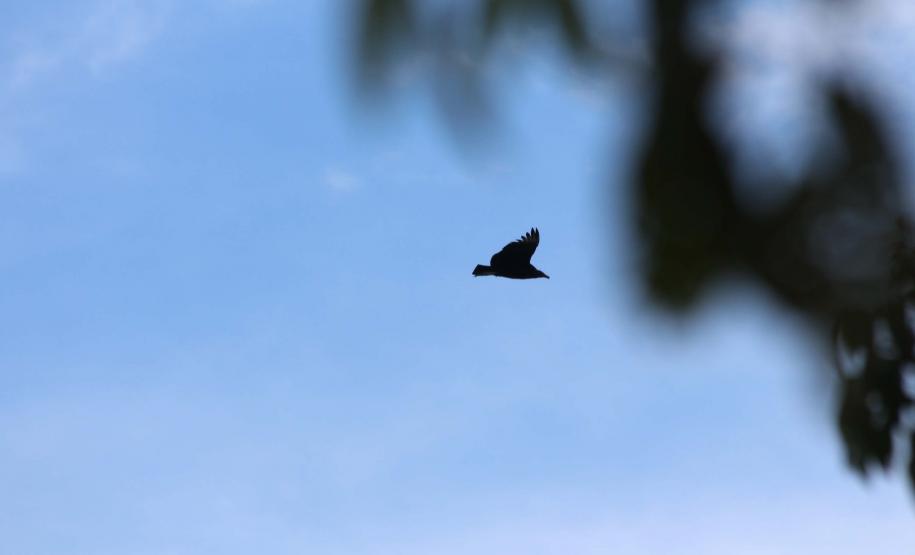 Foto de pássaro preto voando