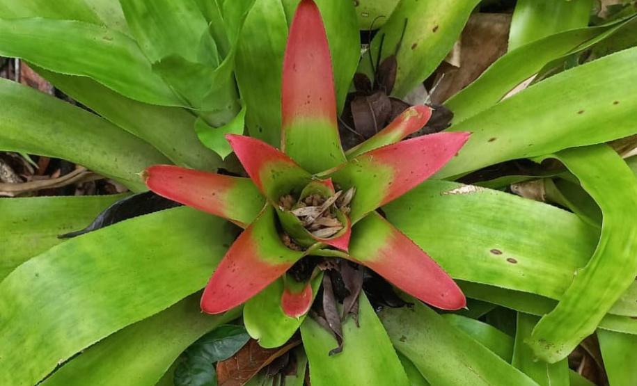 Parques do Paraná têm flora rica e cores exuberantes