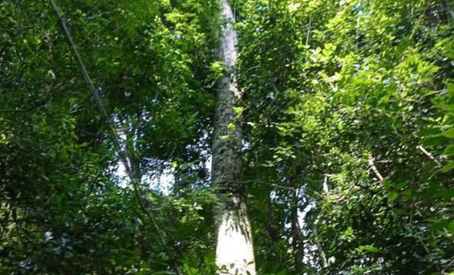 Parques do Paraná têm flora rica e cores exuberantes