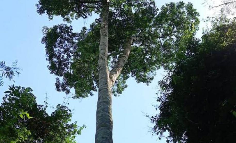 Parques do Paraná têm flora rica e cores exuberantes
