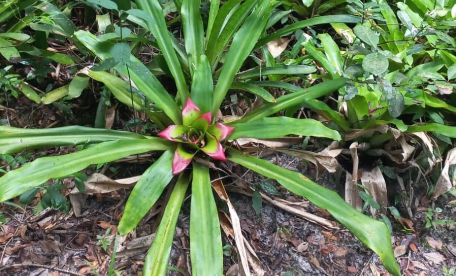 Parques do Paraná têm flora rica e cores exuberantes