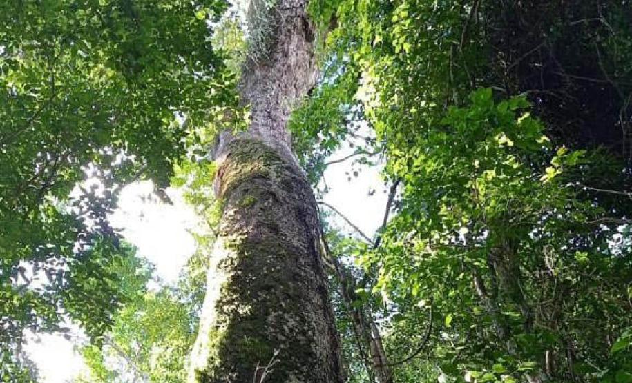 Parques do Paraná têm flora rica e cores exuberantes