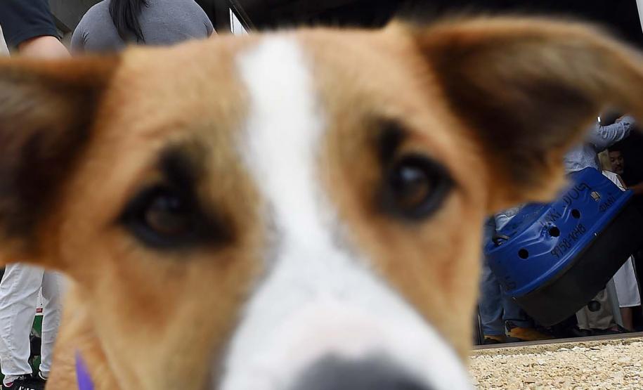 Foto de evento do Castrapet