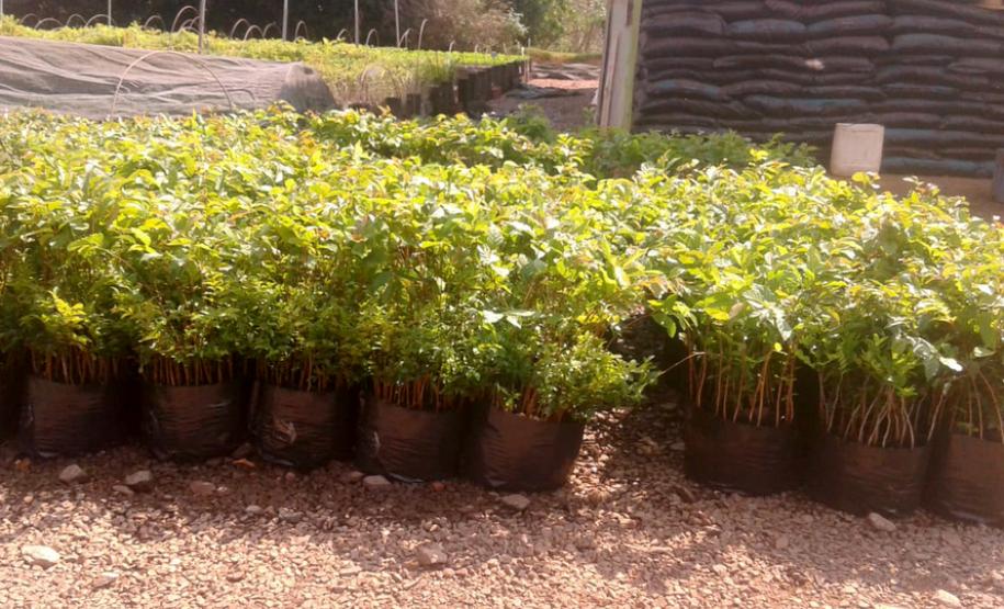 IAP vai participar do projeto Águas da Serra IAP vai participar do projeto Águas da Serra